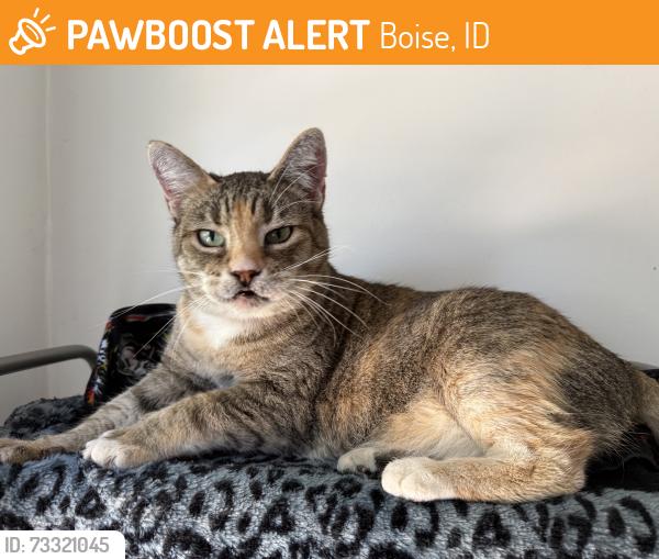 Found/Stray Female Cat last seen W Hale and S Leadville, Boise, ID 83706