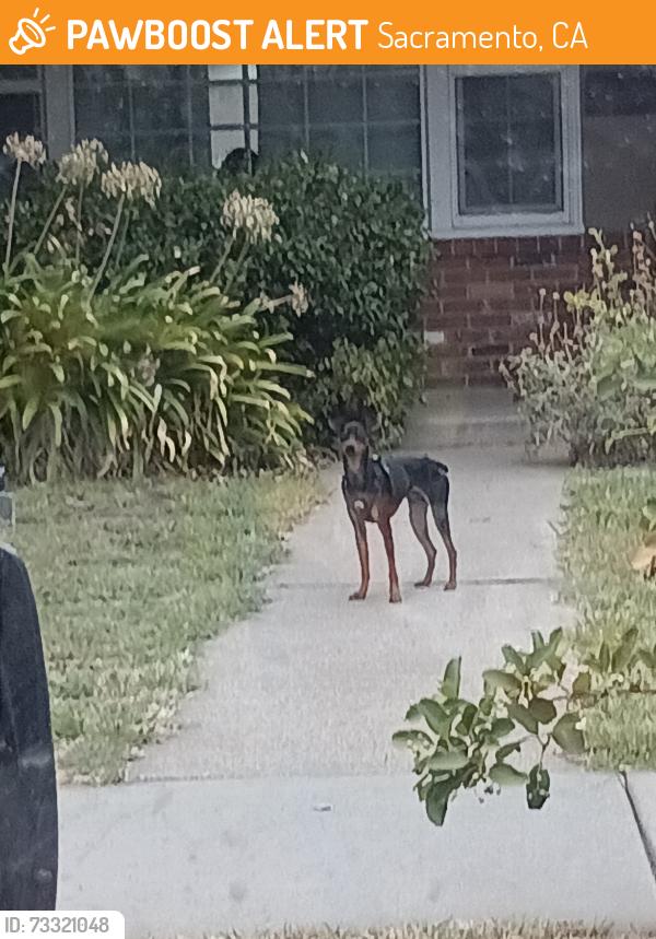 Found/Stray Male Dog last seen El Monte ave and Forrest st, Sacramento, CA 95815