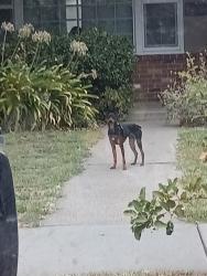 Found/Stray Male Dog last seen El Monte ave and Forrest st, Sacramento, CA 95815