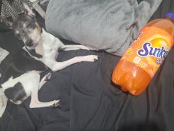 Reunited Male Dog last seen Virginia Street and N O'Connor Road, Irving, TX 75061