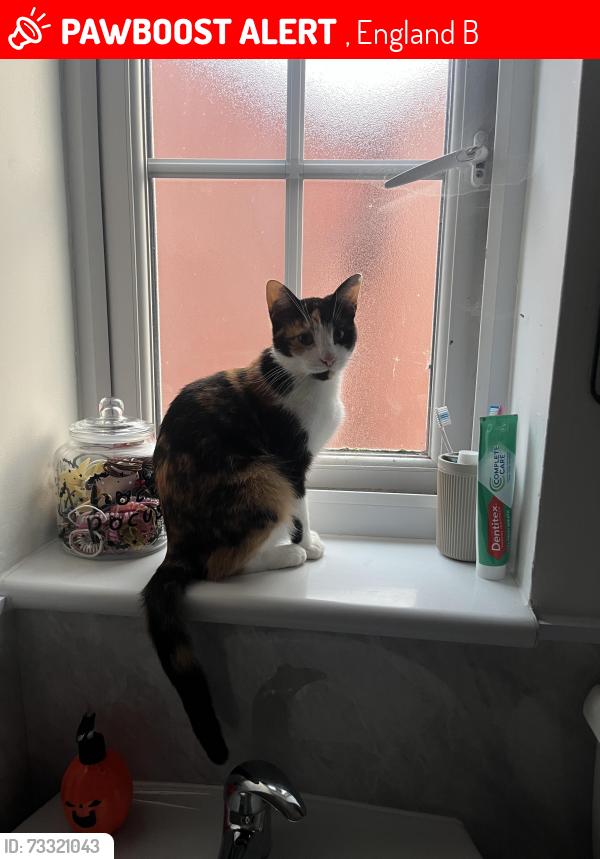 Lost Female Cat last seen Studley football/cricket club, , England B80