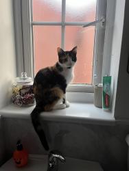 Lost Female Cat last seen Studley football/cricket club, , England B80