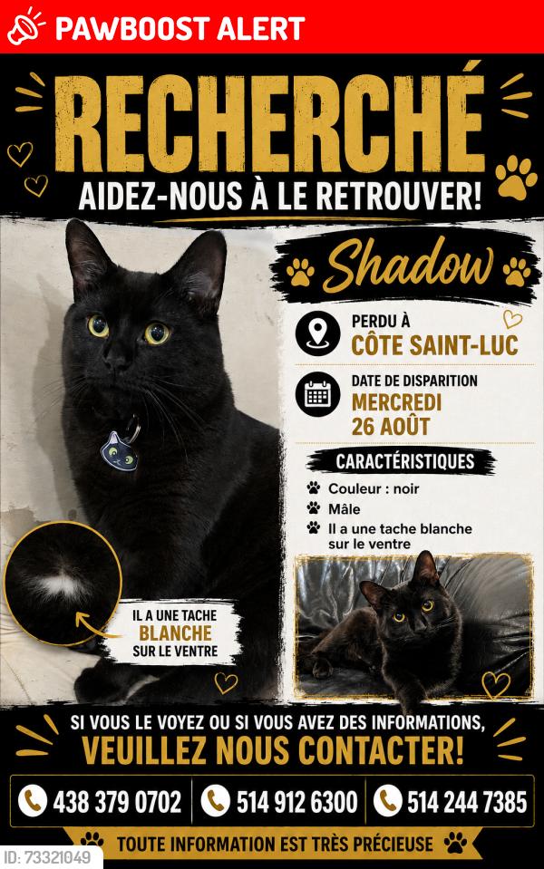 Lost Male Cat last seen Near chemin baily, Côte Saint-Luc, QC H4W 1M5