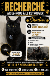 Lost Male Cat last seen Near chemin baily, Côte Saint-Luc, QC H4W 1M5