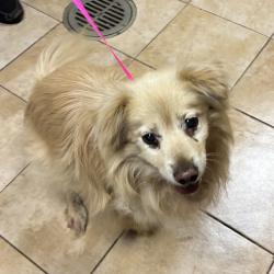 Shelter Stray Male Dog last seen NE 105th Ave / Sandy Blvd, PORTLAND, OR, 97220, 1700 W Historic Columbia River Hwy, Troutdale, OR 97060, USA