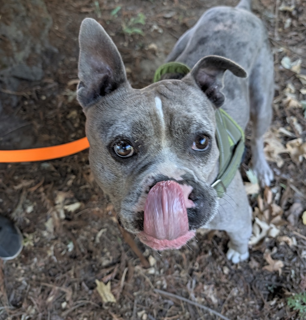Shelter Stray Male Dog last seen SE 22nd Tibbetts, OR, 1700 W Historic Columbia River Hwy, Troutdale, OR 97060, USA