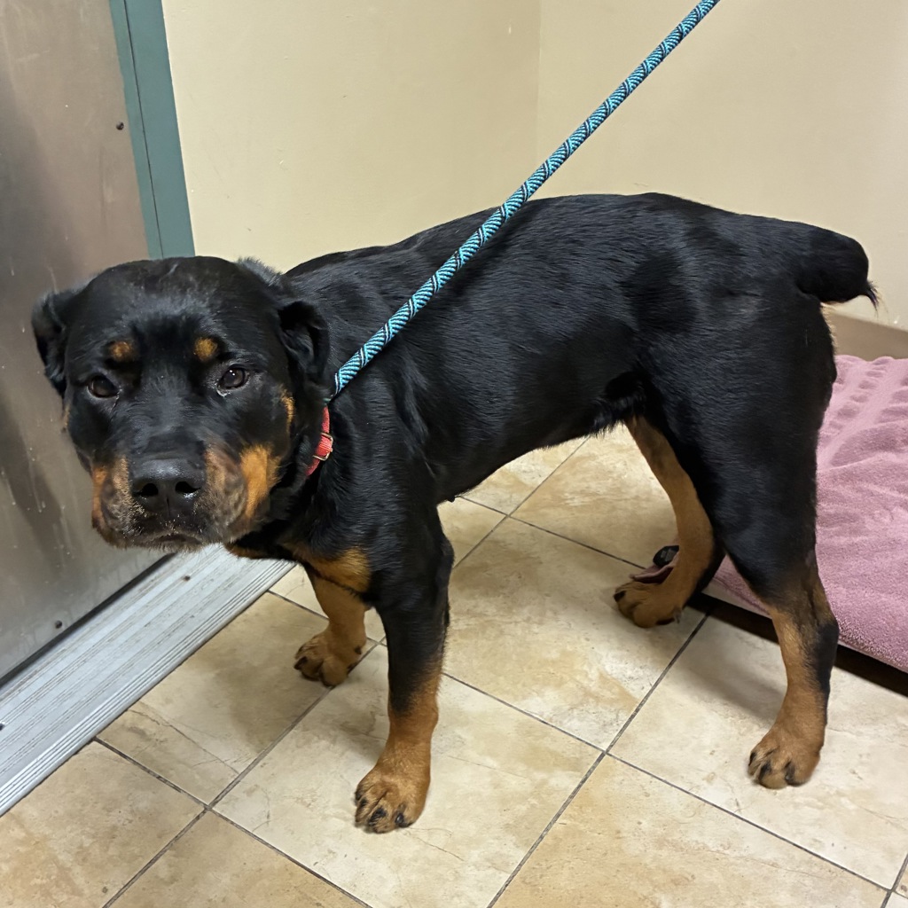 Shelter Stray Female Dog last seen Adoption Return, PORTLAND, OR, 97230, 1700 W Historic Columbia River Hwy, Troutdale, OR 97060, USA