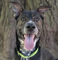 Shelter Stray Male Dog last seen OWNER SURRENDER, TROUTDALE, OR, 97060, 1700 W Historic Columbia River Hwy, Troutdale, OR 97060, USA