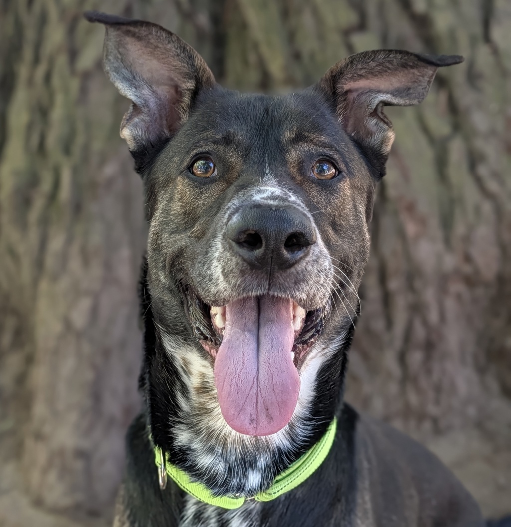 Shelter Stray Male Dog last seen OWNER SURRENDER, TROUTDALE, OR, 97060, 1700 W Historic Columbia River Hwy, Troutdale, OR 97060, USA