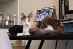 Shelter Stray Female Cat last seen Near E 189th Street, BRONX, NY, 10458, 326 E 110th St, New York, NY 10029, USA