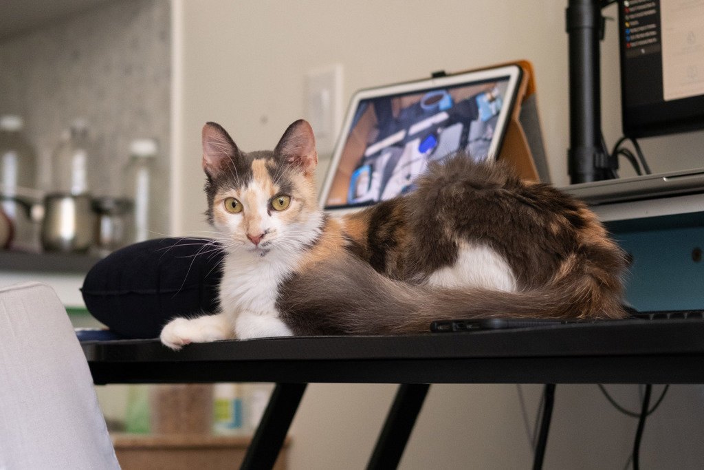 Shelter Stray Female Cat last seen Near E 189th Street, BRONX, NY, 10458, 326 E 110th St, New York, NY 10029, USA