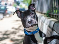 Shelter Stray Male Dog last seen Found on the highway at exit 9, NEW YORK, NY, 10034, 326 E 110th St, New York, NY 10029, USA