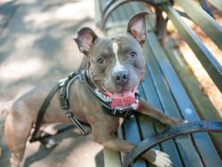 Shelter Stray Male Dog last seen Near W 35th Street, NEW YORK, NY, 10001, 326 E 110th St, New York, NY 10029, USA