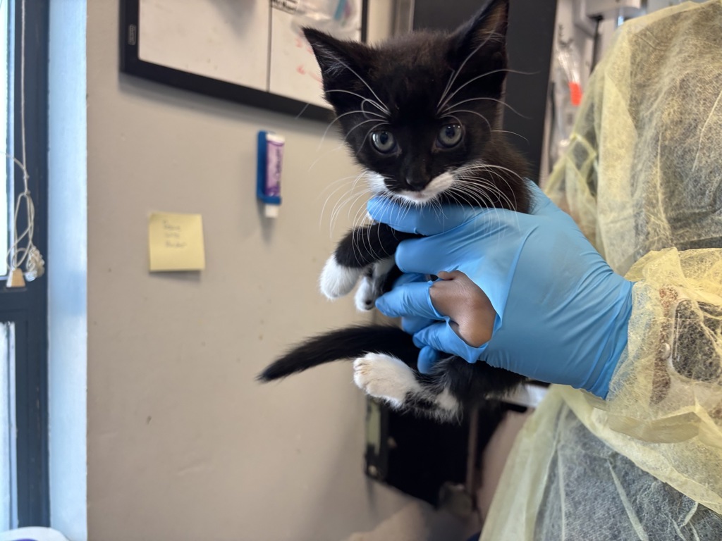 Shelter Stray Female Cat last seen Near White Plains Road, BRONX, NY, 10462, 326 E 110th St, New York, NY 10029, USA