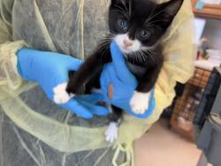 Shelter Stray Male Cat last seen Near White Plains Road, BRONX, NY, 10462, 326 E 110th St, New York, NY 10029, USA