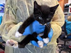 Shelter Stray Male Cat last seen Near White Plains Road, BRONX, NY, 10462, 326 E 110th St, New York, NY 10029, USA