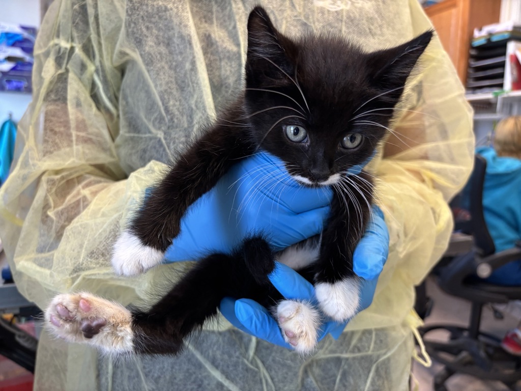 Shelter Stray Male Cat last seen Near White Plains Road, BRONX, NY, 10462, 326 E 110th St, New York, NY 10029, USA