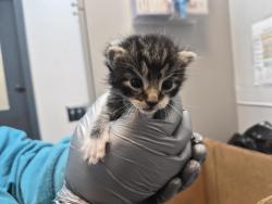 Shelter Stray Male Cat last seen Near Tinton Avenue, BRONX, NY, 10456, 326 E 110th St, New York, NY 10029, USA