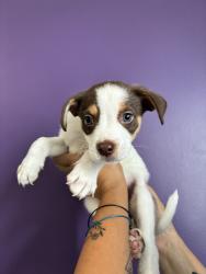 Shelter Stray Male Dog last seen Near S 500 E, SALT LAKE CITY, UT, 84102, 511 W 3900 S, Salt Lake City, UT 84123, USA
