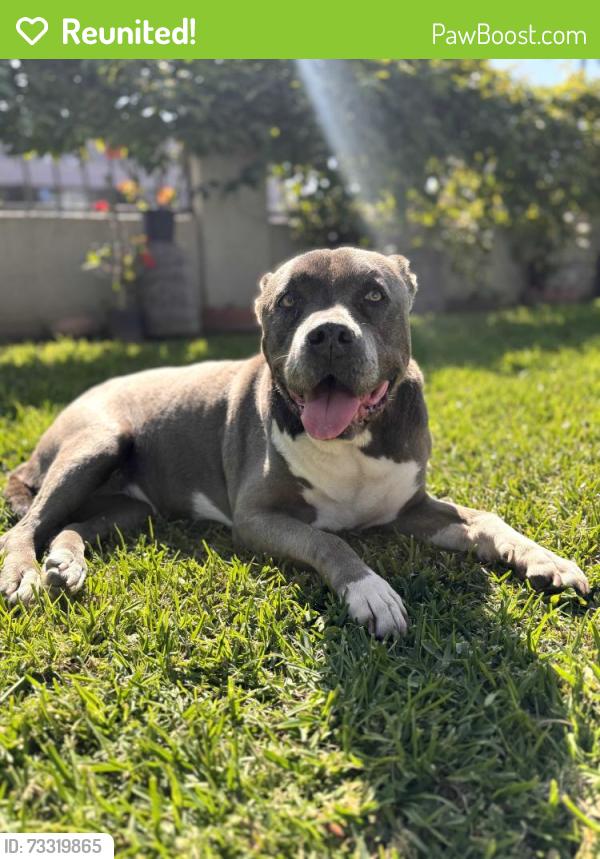 Reunited Female Dog last seen Nelson Ave, La Puente, CA 91744