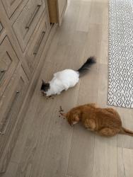 Lost Male Cat last seen Near canton st. And Hopewell rd, Alpharetta, GA 30009