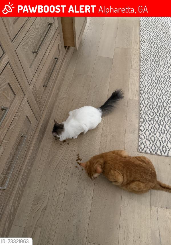 Lost Male Cat last seen Near canton st. And Hopewell rd, Alpharetta, GA 30009