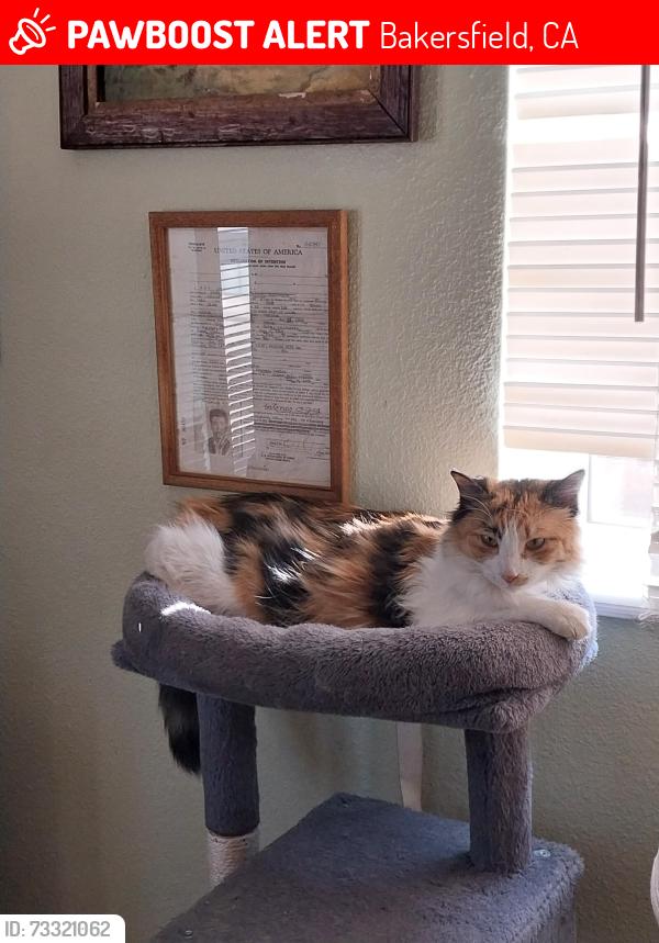 Lost Female Cat last seen Magic, Bakersfield, CA 93307