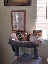 Lost Female Cat last seen Magic, Bakersfield, CA 93307