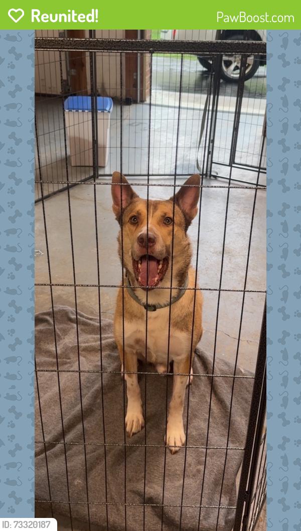 Reunited Male Dog last seen Off White Top Road right behind Bristol Motor Speedway, Bluff City, TN 37618
