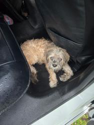 Reunited Male Dog last seen Near & Bonita beach rd Bonita springs FL 34135, Bonita Springs, FL 34135