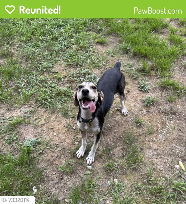 Reunited Female Dog last seen Hickory st, Conway, AR 72034