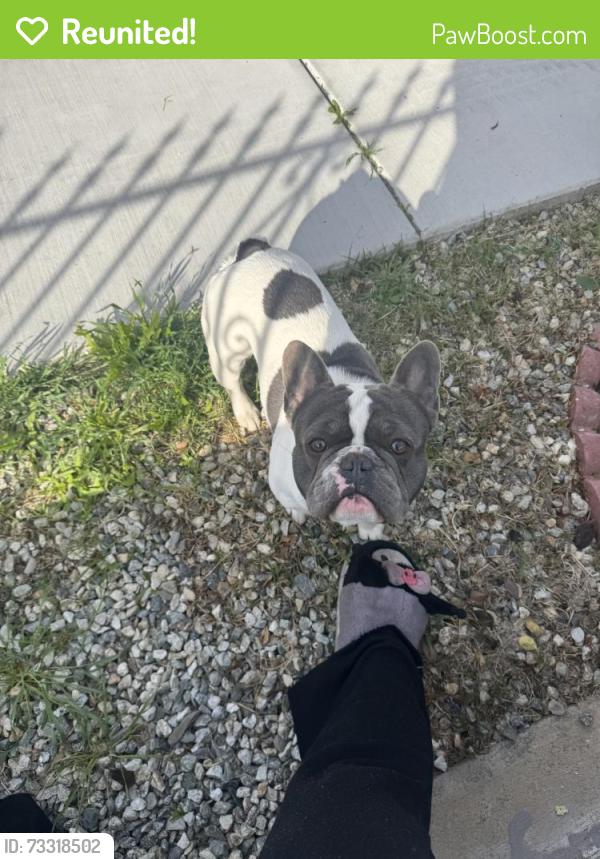 Reunited Male Dog last seen E avenue J, Lancaster, CA 93535
