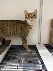 Reunited Female Cat last seen Port St Lucie, Port St. Lucie, FL 34986