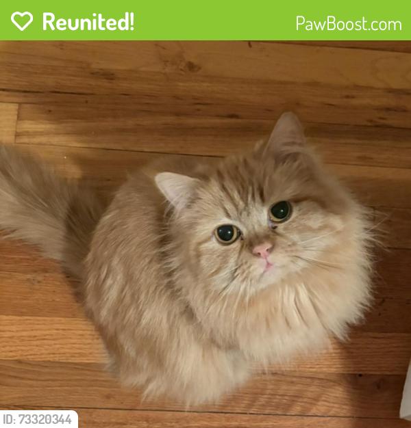 Reunited Female Cat last seen Near Shore Acres Rd, Staten Island, NY 10305