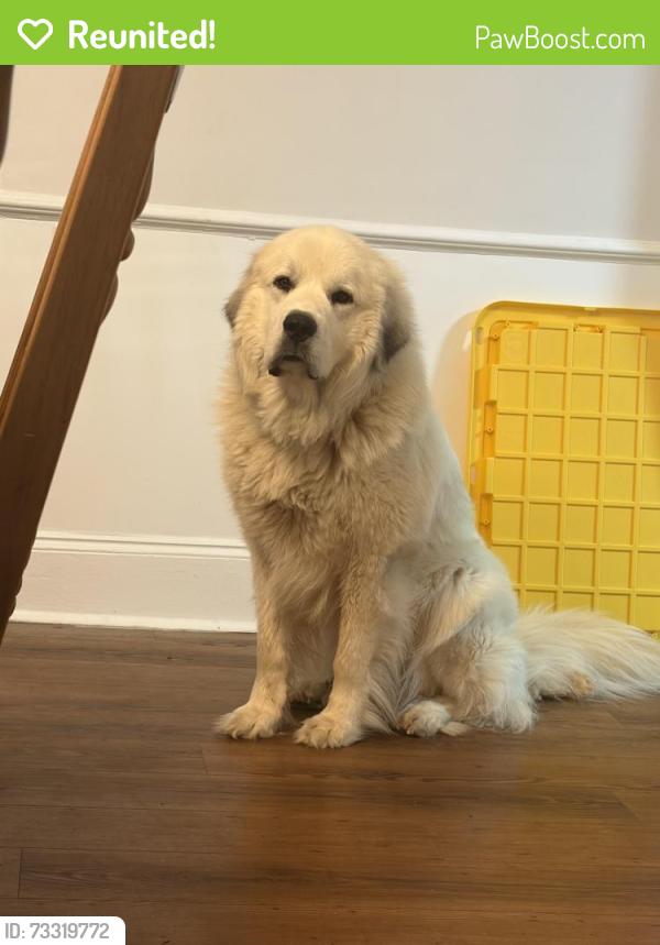 Reunited Male Dog last seen S Salisbury Ave Spencer, Spencer, NC 28159