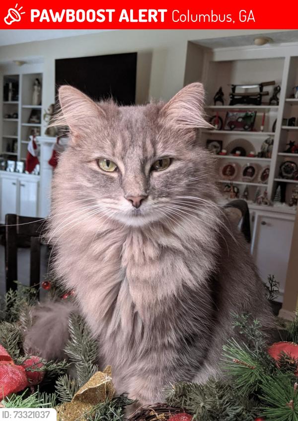 Lost Female Cat last seen Garret tRoad and Midland Woods Drive, Columbus, GA 31820