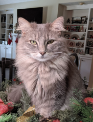 Lost Female Cat last seen Garret tRoad and Midland Woods Drive, Columbus, GA 31820