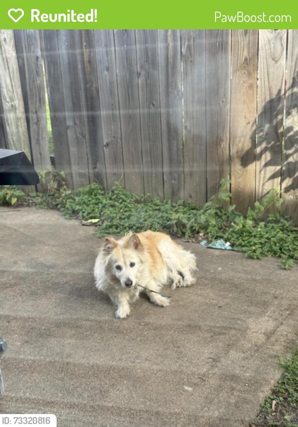 Reunited Female Dog last seen Menzer Rd, Fort Worth, TX 76103, USA, Fort Worth, TX 76103
