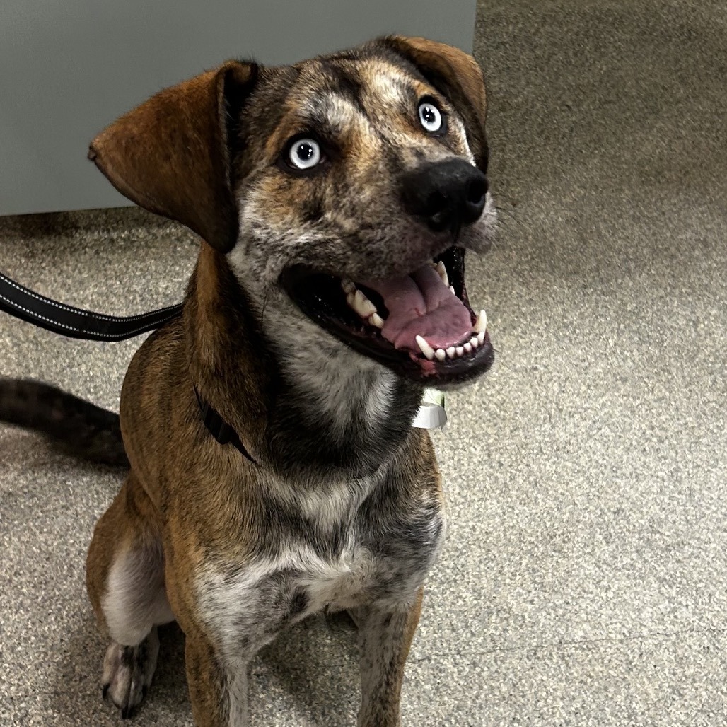 Shelter Stray Male Dog last seen , 8464 Beach Blvd, Jacksonville, FL 32216, USA