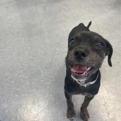 Shelter Stray Female Dog last seen , 12910 Yukon Ave, Hawthorne, CA 90250, USA