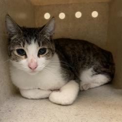 Shelter Stray Male Cat last seen , 361 S Raymond Ave, Pasadena, CA 91105, USA