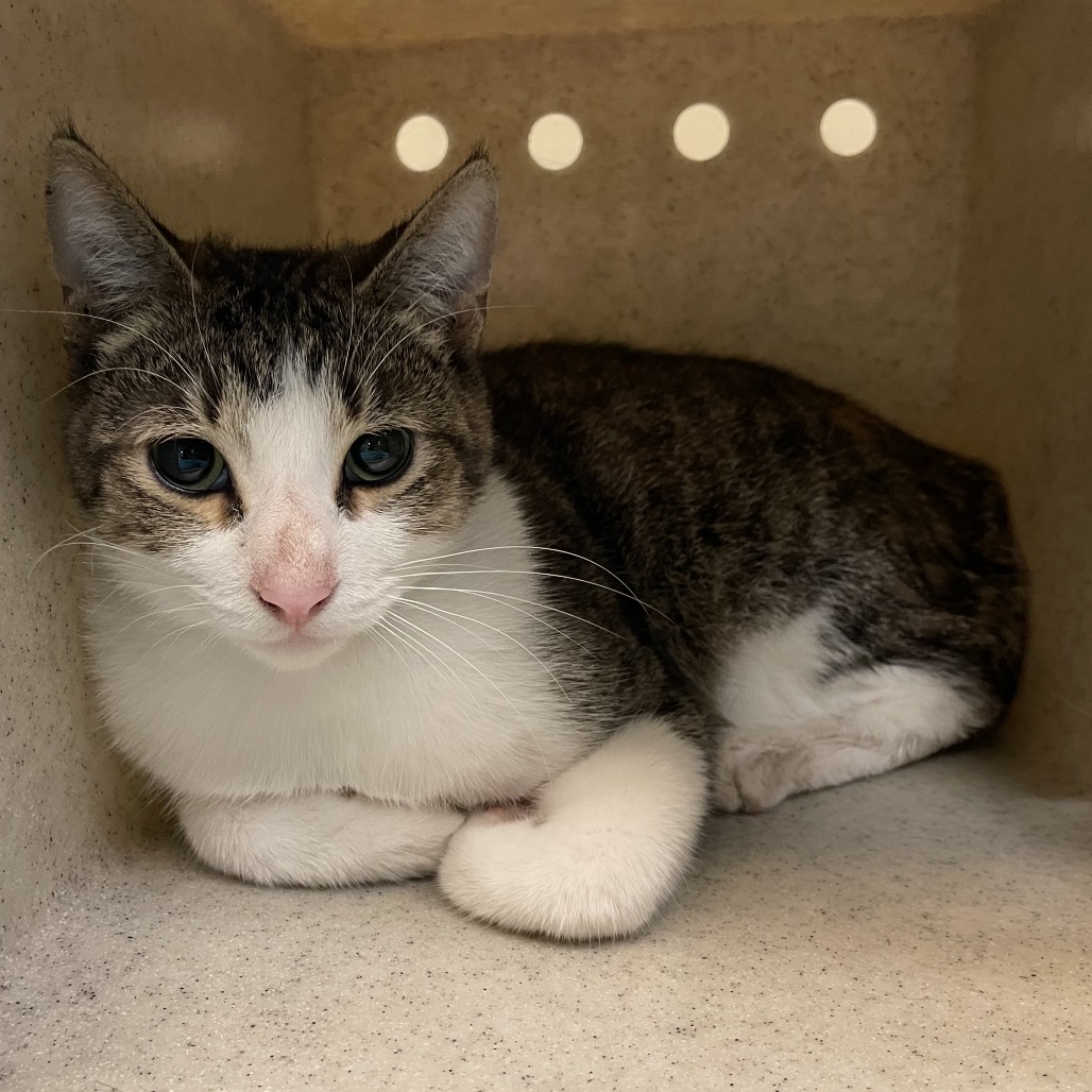 Shelter Stray Male Cat last seen , 361 S Raymond Ave, Pasadena, CA 91105, USA