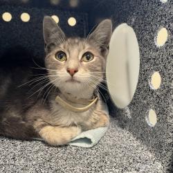 Shelter Stray Male Cat last seen , 361 S Raymond Ave, Pasadena, CA 91105, USA