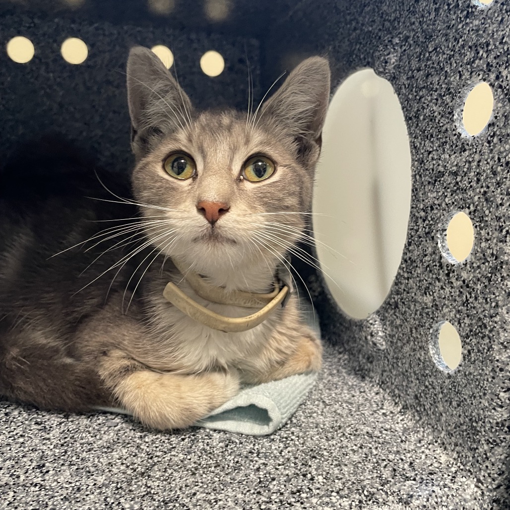 Shelter Stray Male Cat last seen , 361 S Raymond Ave, Pasadena, CA 91105, USA