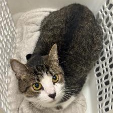 Shelter Stray Female Cat last seen , 3100 Deats Rd, Dickinson, TX 77539, USA