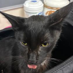 Shelter Stray Male Cat last seen , 361 S Raymond Ave, Pasadena, CA 91105, USA