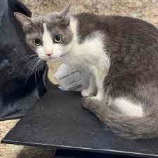 Shelter Stray Female Cat last seen , 3100 Deats Rd, Dickinson, TX 77539, USA