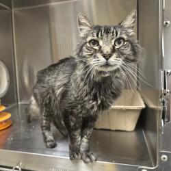 Shelter Stray Male Cat last seen , 361 S Raymond Ave, Pasadena, CA 91105, USA