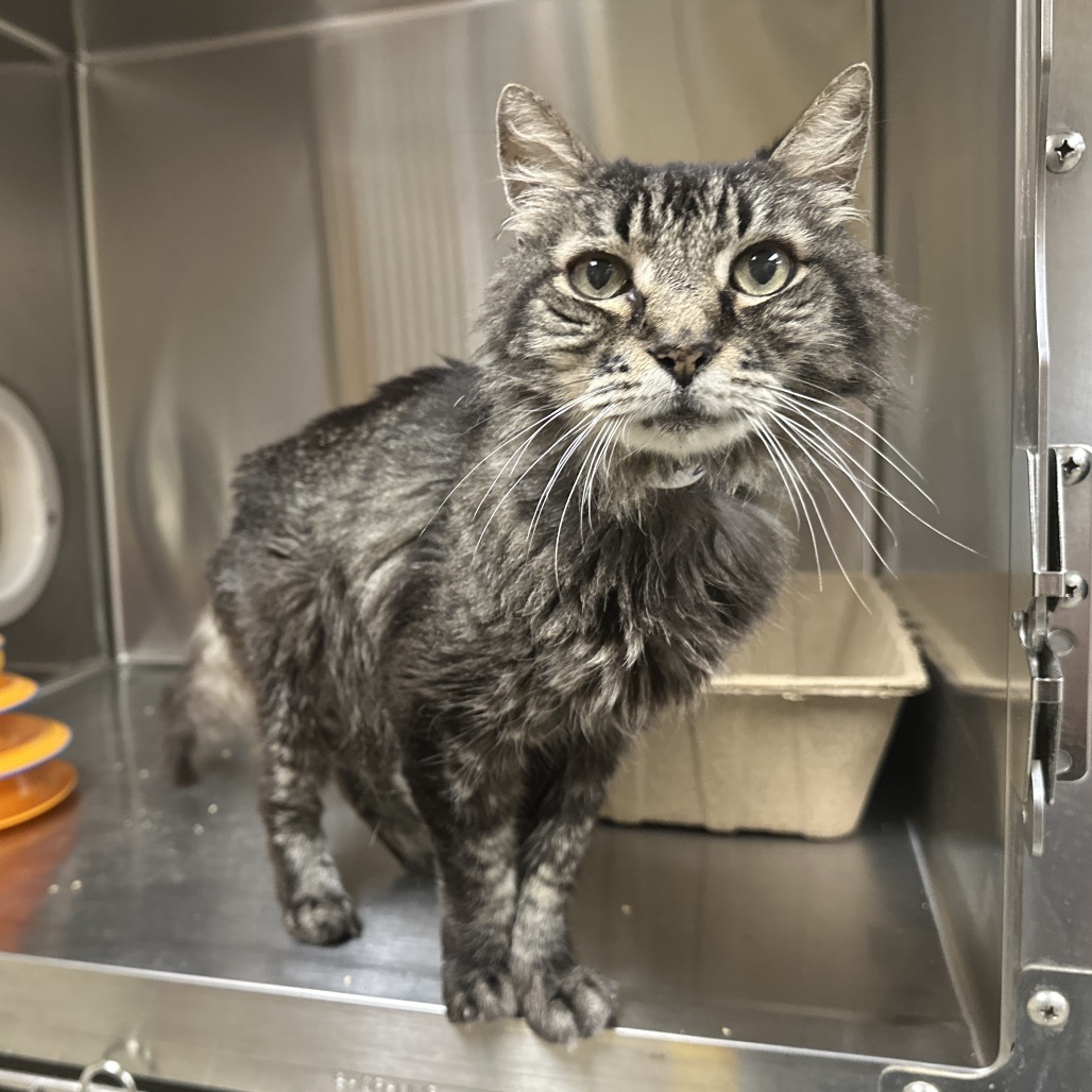 Shelter Stray Male Cat last seen , 361 S Raymond Ave, Pasadena, CA 91105, USA