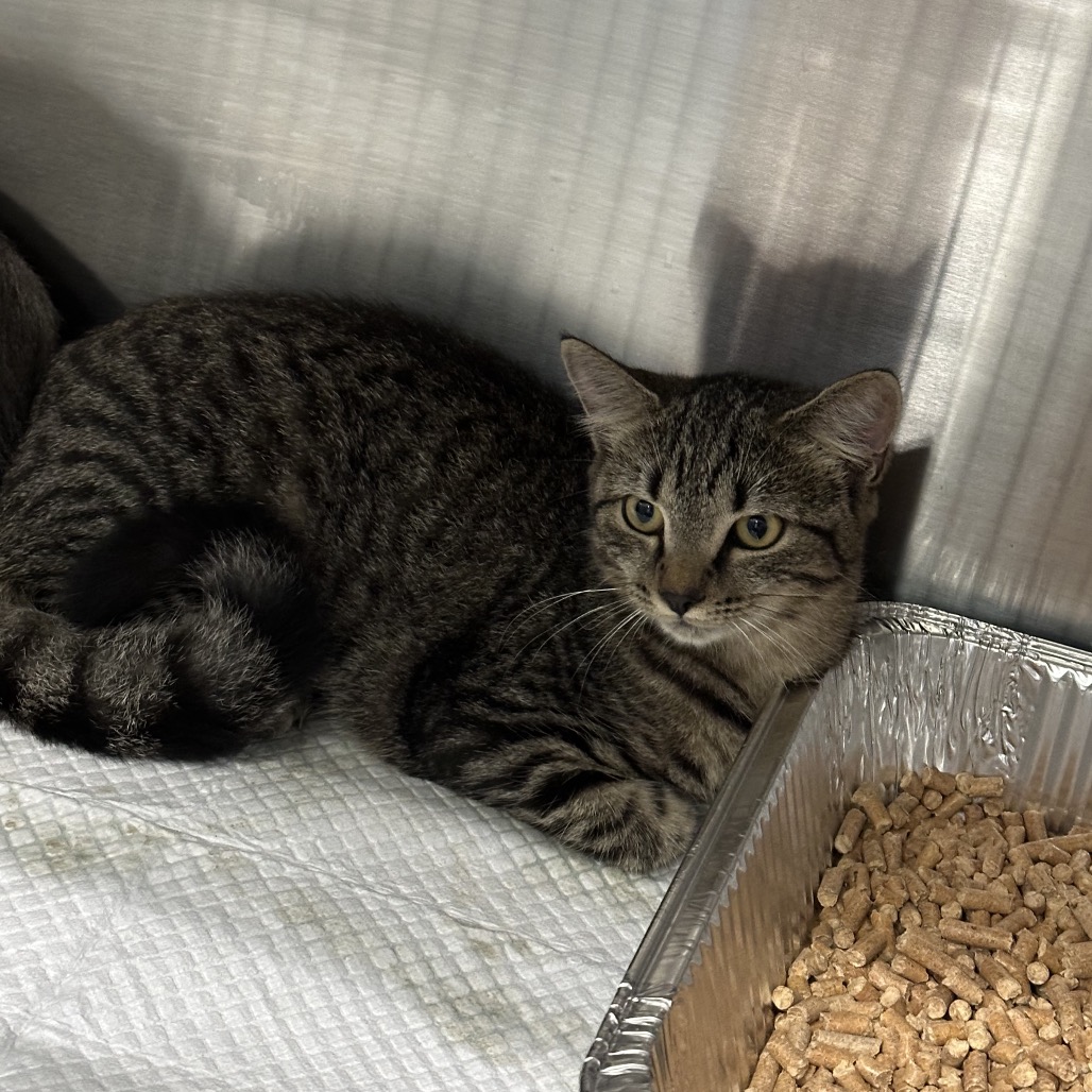 Shelter Stray Unknown Cat last seen , 980 Guilford College Rd, Greensboro, NC 27409, USA